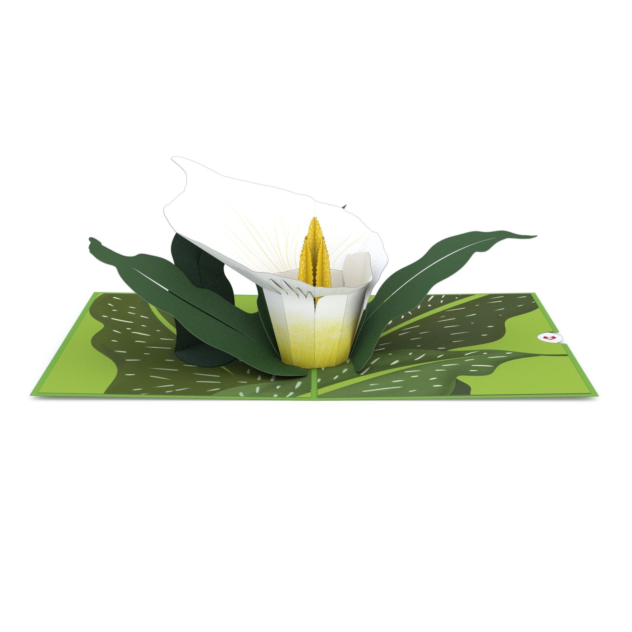 Lovepop - Weiße Calla - Lilien 3D Pop - Up Karte - Onlineshop für außergewöhnliche Grußkarten und Paper Art - Online kaufen